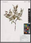 Foto von Salix lapponum L. x Salix myrsinifolia Salisb.